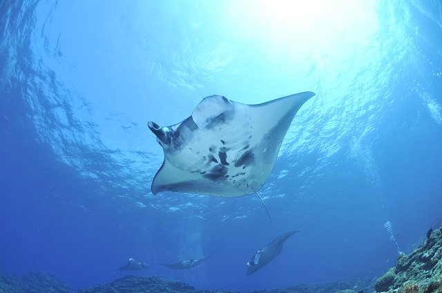5 Reasons To Book A Big Island Manta Ray Snorkel Tour