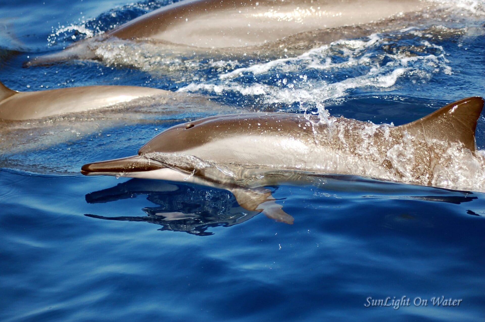 How To Make The Most of A Dolphin Adventure In Kona