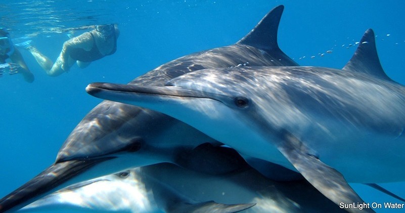 January 12, 2022 Curious Bottlenose