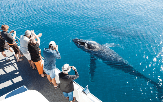 Important Tips to Enjoy the Best Kona Whale Watching Tours