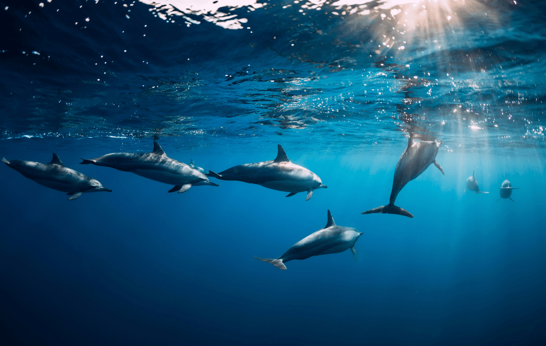 Protecting Hawaii’s Spinner Dolphins
