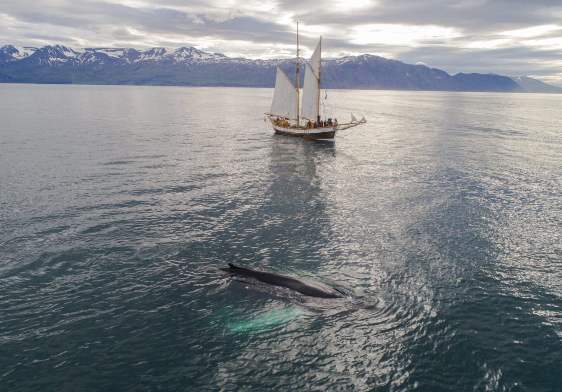 When Is Whale Watching Season in Hawaii?