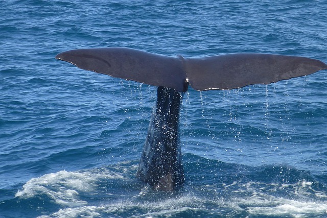 Hawaii Whale Watching Tours Tips