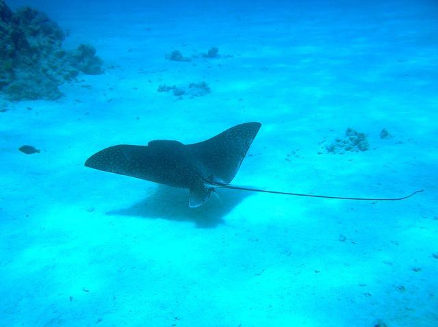 What’s The Best Manta Ray Tour In Hawaii?