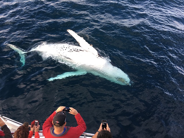 The Ultimate Guide To Big Island Whale Watching Tours