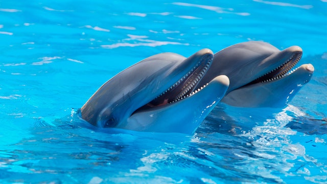 Best Places For A Dolphin Encounter in Kona