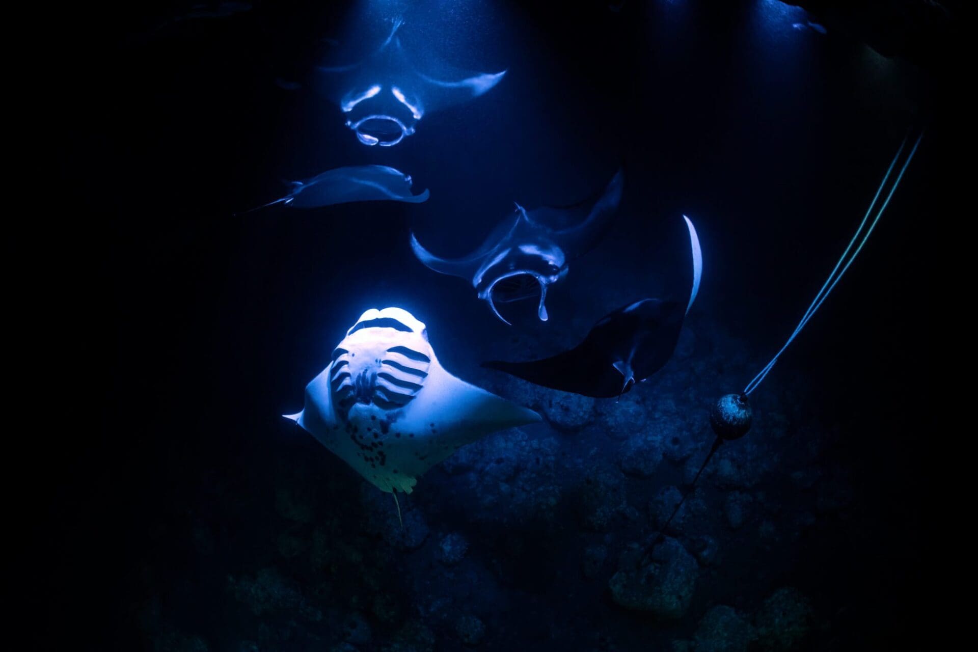 Manta Ray Night Snorkel Tour in Kona
