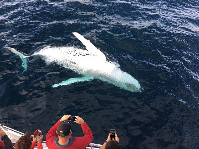 Why Whale Watching Tours In Kona Are The Best