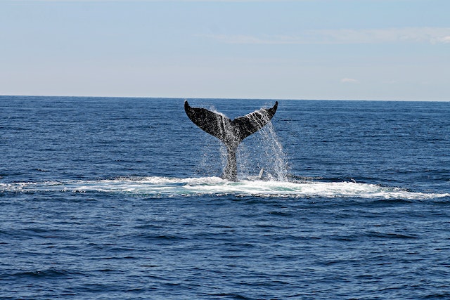 Best Time To Go Whale Watching On Big Island