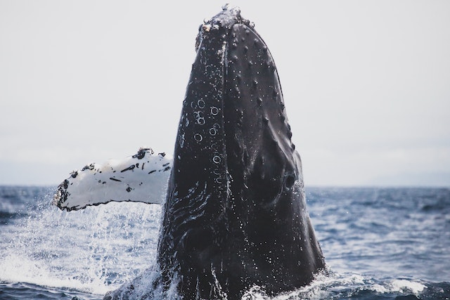 When Is Whale Watching Season In Hawaii?