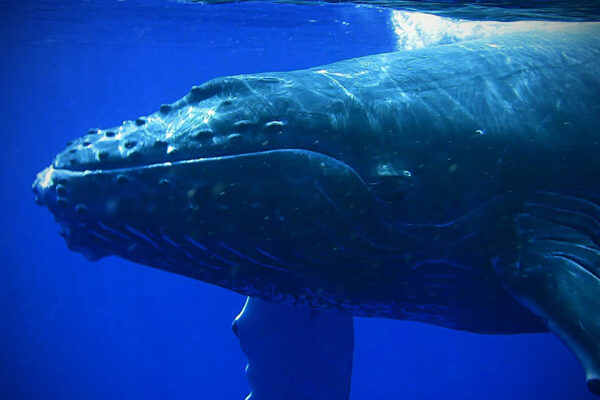 Manta Ray & Kona Ocean Tours | Sunlight on the Water