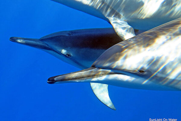Manta Ray & Kona Ocean Tours | Sunlight on the Water