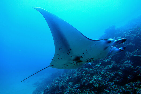Manta Ray & Kona Ocean Tours | Sunlight on the Water