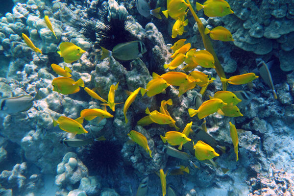 Manta Ray & Kona Ocean Tours | Sunlight on the Water