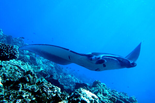 Manta Ray & Kona Ocean Tours | Sunlight on the Water