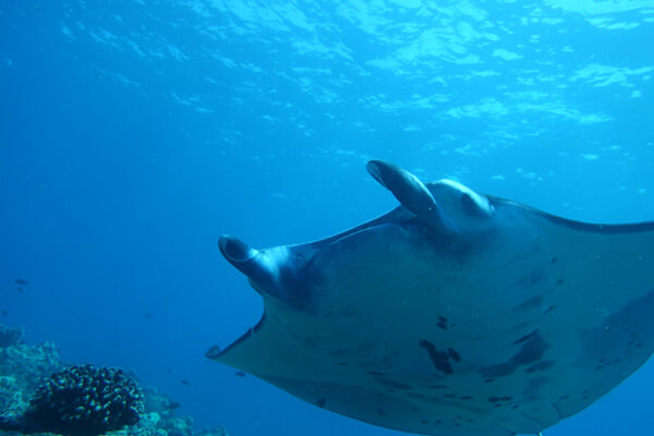 Manta Ray & Kona Ocean Tours | Sunlight on the Water