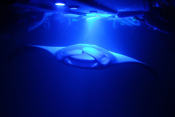 Manta Ray & Kona Ocean Tours | Sunlight on the Water