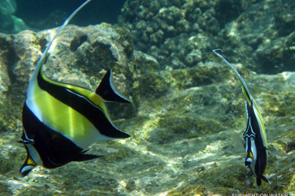Manta Ray & Kona Ocean Tours | Sunlight on the Water