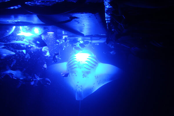 Manta Ray & Kona Ocean Tours | Sunlight on the Water