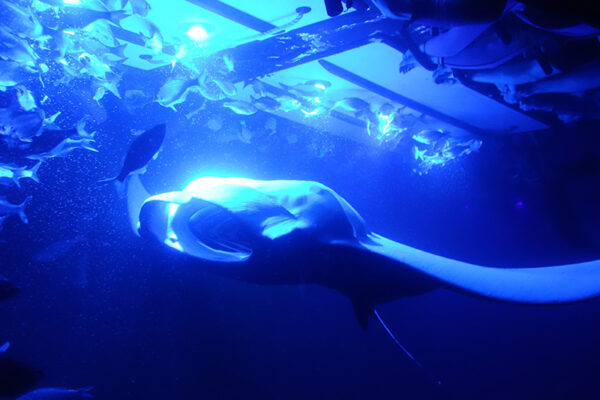 Manta Ray & Kona Ocean Tours | Sunlight on the Water