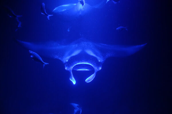 Manta Ray & Kona Ocean Tours | Sunlight on the Water