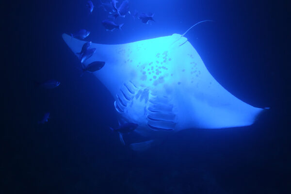 Manta Ray & Kona Ocean Tours | Sunlight on the Water