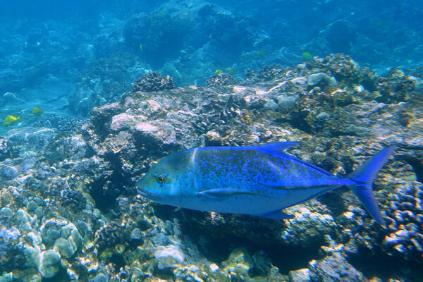 Manta Ray & Kona Ocean Tours | Sunlight on the Water