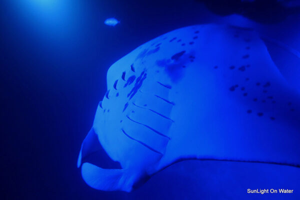 Manta Ray & Kona Ocean Tours | Sunlight on the Water