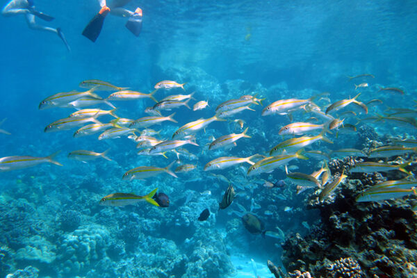 Manta Ray & Kona Ocean Tours | Sunlight on the Water