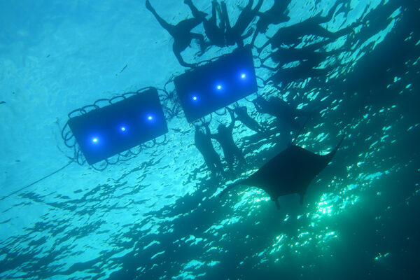 Manta Ray & Kona Ocean Tours | Sunlight on the Water