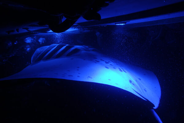 Manta Ray & Kona Ocean Tours | Sunlight on the Water