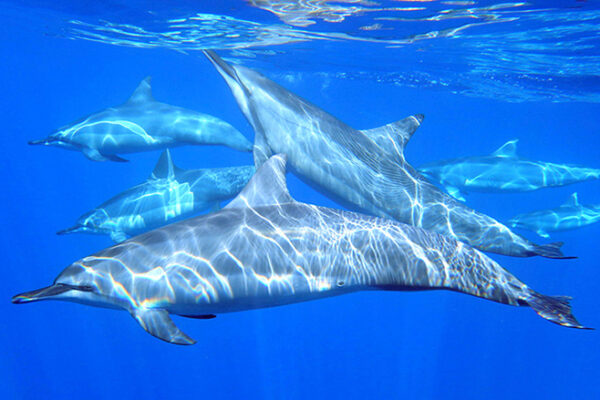 Manta Ray & Kona Ocean Tours | Sunlight on the Water