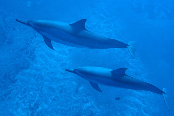 Manta Ray & Kona Ocean Tours | Sunlight on the Water