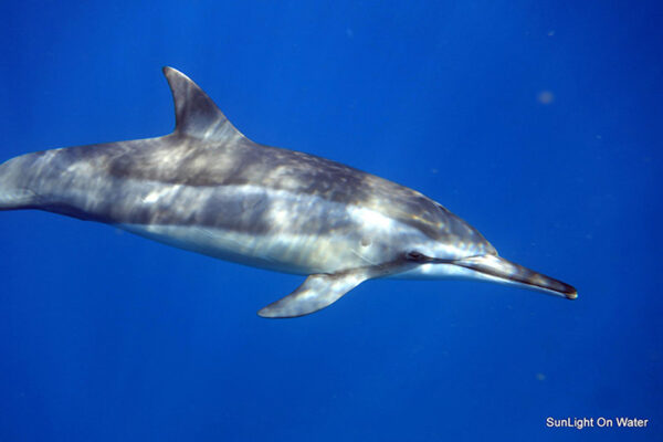 Manta Ray & Kona Ocean Tours | Sunlight on the Water