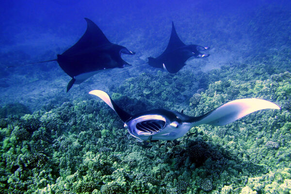 Manta Ray & Kona Ocean Tours | Sunlight on the Water