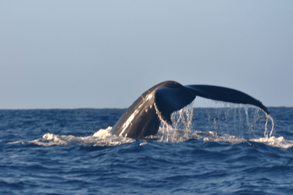 Manta Ray & Kona Ocean Tours | Sunlight on the Water