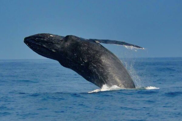 Manta Ray & Kona Ocean Tours | Sunlight on the Water