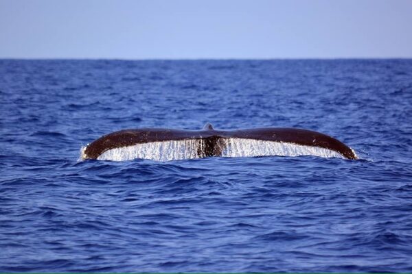 Manta Ray & Kona Ocean Tours | Sunlight on the Water