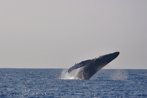 Manta Ray & Kona Ocean Tours | Sunlight on the Water