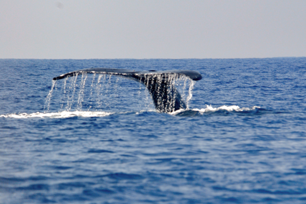 Manta Ray & Kona Ocean Tours | Sunlight on the Water