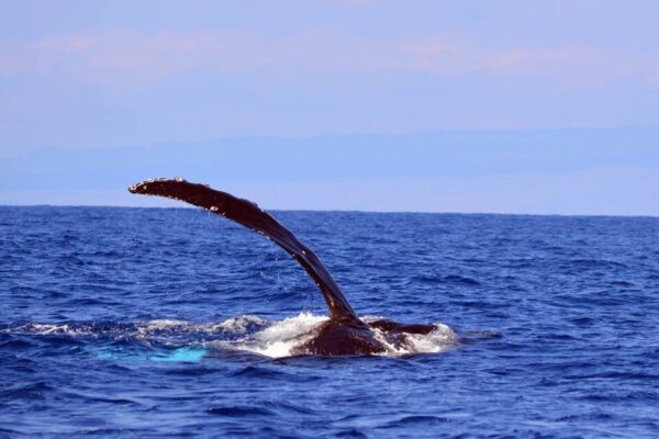 Manta Ray & Kona Ocean Tours | Sunlight on the Water