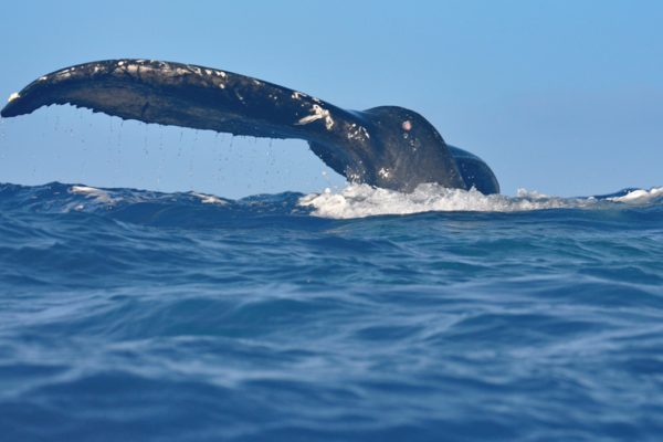 Manta Ray & Kona Ocean Tours | Sunlight on the Water