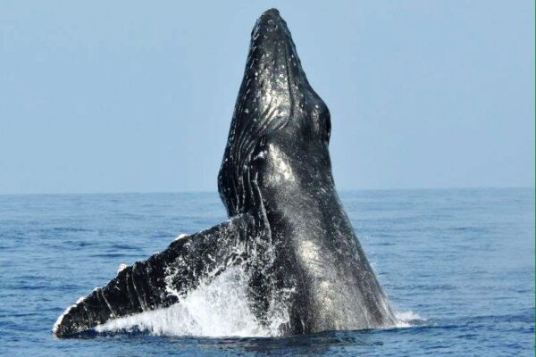 Manta Ray & Kona Ocean Tours | Sunlight on the Water