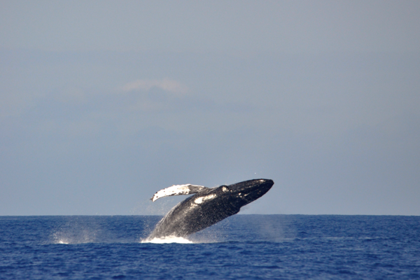 Manta Ray & Kona Ocean Tours | Sunlight on the Water