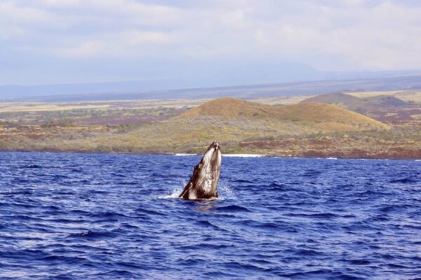 Manta Ray & Kona Ocean Tours | Sunlight on the Water