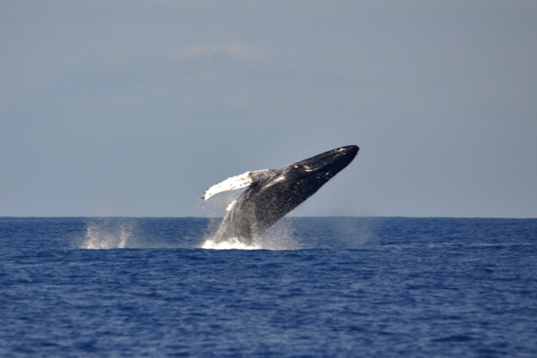 Manta Ray & Kona Ocean Tours | Sunlight on the Water