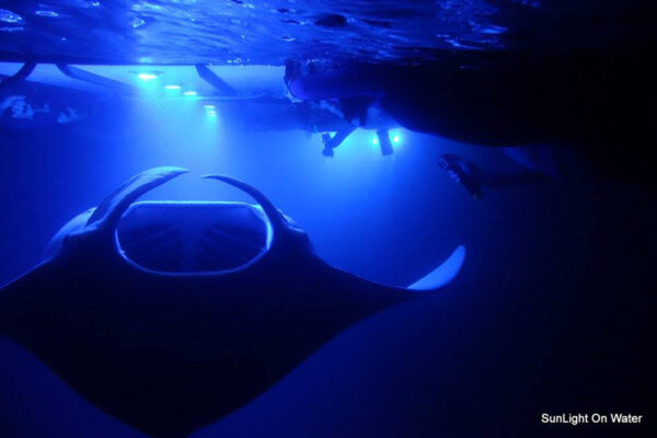 Manta Ray & Kona Ocean Tours | Sunlight on the Water