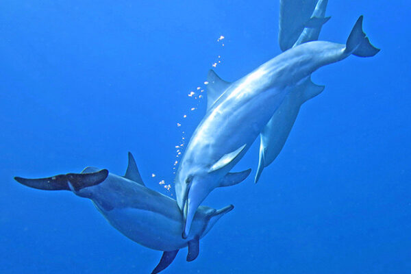 Manta Ray & Kona Ocean Tours | Sunlight on the Water