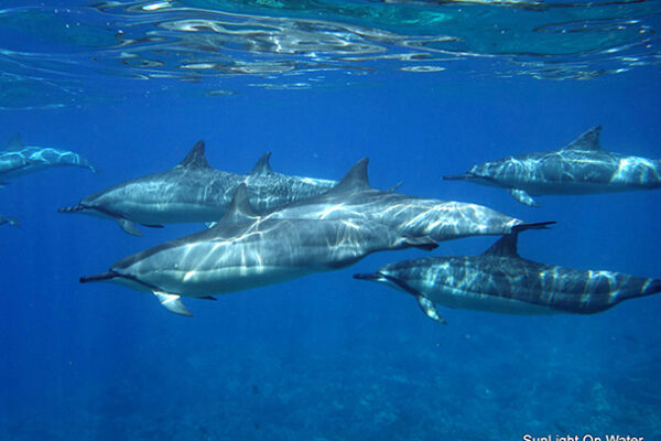 Manta Ray & Kona Ocean Tours | Sunlight on the Water