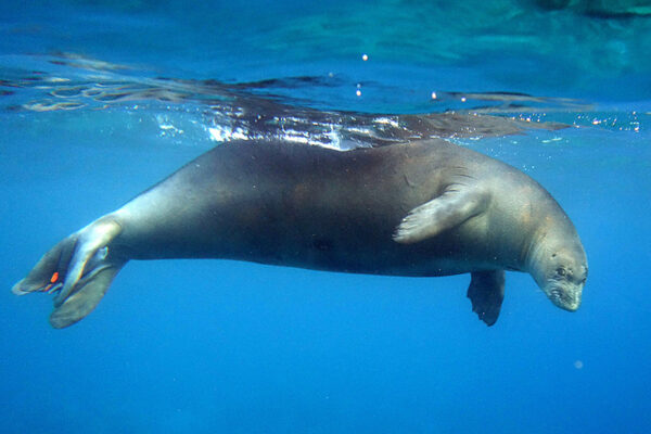 Manta Ray & Kona Ocean Tours | Sunlight on the Water